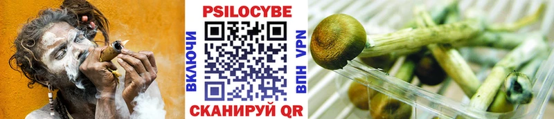 Купить где  Заозёрный  Галлюциногенные грибы Psilocybine cubensis 